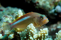 Arc-eye hawkfish (Paracirrhites arcatus) on coral. Maldives.