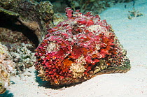 Stonefish (Synanceia verrucosa).  This individual, having just shed its cuticle, is vivid pink, red and purple, resembling a coralline algae encrusted rock.  It is one of the most venomous fish curren...