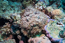 Stonefish (Synanceia verrucosa) well camouflaged overgrown with algae, lying in a hole amongst corals.  Algae (including macroalgae, like Padina) and sessile invertebrates often grow on its body surfa...