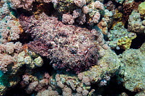 Stonefish (Synanceia verrucosa) well camouflaged overgrown with algae, lying on top of corals.  Algae (including macroalgae, like Padina) and sessile invertebrates often grow on its body surface and m...