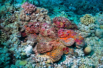 A group of six Reef stonefish (Synanceia verrucosa) in a mating congregation, the males jostling for position and swimming over the females.  The female stonefish releases its eggs on the bottom of th...