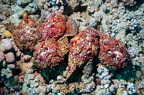 A group of five Reef stonefish (Synanceia verrucosa) in a mating congregation, the males jostling for position and swimming over the females.  The female stonefish releases its eggs on the bottom of t...