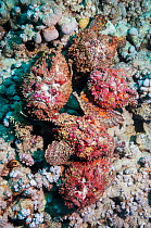A group of five Reef stonefish (Synanceia verrucosa) in a mating congregation, the males jostling for position and swimming over the females.  The female stonefish releases its eggs on the bottom of t...