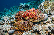 A group of Reef stonefish (Synanceia verrucosa) in a mating congregation, the males jostling for position and swimming over the females.  The female stonefish releases its eggs on the bottom of the se...