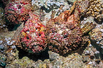 Reef stonefish (Synanceia verrucosa) in a mating congregation, the males jostling for position and swimming over the females.  The female stonefish releases its eggs on the bottom of the sea floor, th...