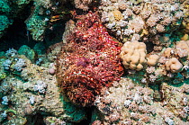 Stonefish (Synanceia verrucosa) well camouflaged overgrown with algae, lying in a hole amongst corals.  Algae (including macroalgae, like Padina) and sessile invertebrates often grow on its body surfa...