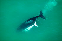 Aerial photograph of Southern Right Whale (Eubalaena australis) with white calf, near Cape Agulhas, South Africa, Southern Right  Western Cape Province, Indian Ocean, August