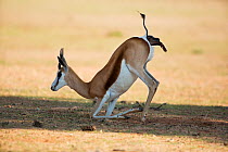 Springbok (Antidorcas marsupialis), female giving birth, Kgalagadi Transfrontier Park, South Africa