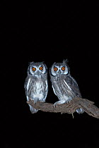 Whitefaced Owls (Otus leucotis) perched on tree at night, Northern Cape, South Africa