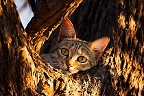 African Wild Cat (Felis sylvestris) Kgalagadi Transfrontier Park, Botswana