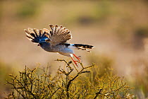 Gabar Goshawk (Micronisus gabar) taking off, Northern Cape Province, South Africa