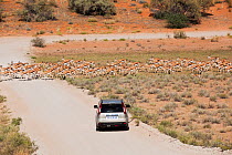 Springbok (Antidorcas marsupialis) herd crossing road in front of tourist vehicle. Kgalagadi Park, South Africa
