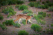 Caracal (Felis caracal) Northern Cape Province, South Africa