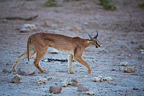 Caracal (Felis caracal) Northern Cape Province, South Africa, February