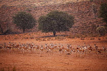 Springbok (Antidorcas marsupialis) herd in the rain, Kgalagadi Transfrontier Park, Botswana