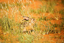 Scrub Hare (Lepus saxatilis) Northern Cape Province, South Africa