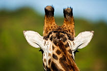 Giraffe (Giraffa camelopardalis) showing white behind of ears, KwaZulu-Natal Province, South Africa
