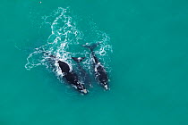 Aerial photograph of Southern Right Whales (Eubalaena australis) near Cape Agulhas, South Africa,  Western Cape Province, Indian Ocean, August