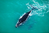 Aerial photograph of Southern Right Whale (Eubalaena australis) near Cape Agulhas, South Africa,  Western Cape Province, Indian Ocean, August