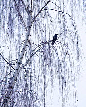 American Crow (Corvus brachyrhynchos) perches on the branches of a weeping birch tree. Washington USA