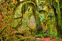 Mossy beards hang from these big leaf maple trees (Acer macrophyllum) in the Hall of Mosses section of the Hoh Rainforest in  Olympic National Park. Washington. USA. November 2012