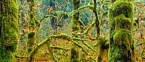 Late fall colors linger among the mossy trees (Acer macrophyllum) in the Hoh Rainforest in Olympic National Park. Washington, USA. November 2012