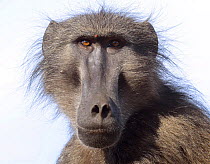 Chacma baboon (Papio hamadryas ursinus) portrait of adult male. deHoop Nature reserve. Western Cape, South Africa.