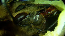 Close-up of a Honey bee (Apis mellifera) inside hive producing honey, France, July.