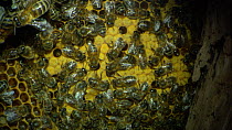 Honey bees (Apis mellifera) inside hive, showing honeycomb, France, July.