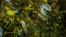 Close-up of Honey bees (Apis mellifera) inside hive, showing honeycomb and larvae, France, July.
