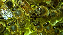 Close-up of Honey bees (Apis mellifera) inside hive, showing  trophallactic contact, an exchange of between individual workers in order to share information on food quality, France, July.
