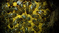 Honey bee (Apis mellifera) performing a waggle dance inside a hive to indicate the position and quality of a food source to other workers, France, July.