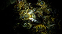 Close-up of Honey bees (Apis mellifera) inside nest, showing honeycomb, France, July.