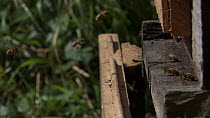 Honey bees (Apis mellifera) entering and exiting hive, France, July.