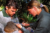 Haast Tokoeka or Southern Brown Kiwi (Apterix australis) with Phil Tisch and Tansy Bliss, Department of Conservation Kiwi Recovery team taking bill measurement, Haast Kiwi Sanctuary, Westland, New Zea...