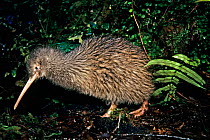 Okarito Brown Kiwi (Apteryx rowi)  male known as 'Scooter' patrolling his territory, from population of 200. Okarito Forest, Westland, South Island, New Zealand.