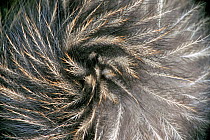 Okarito Brown Kiwi (Apteryx rowi) feather detail resembling mammalian hair. Okarito Forest, Westland, South Island, New Zealand.