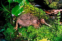 Okarito Brown Kiwi (Apteryx rowi) chick killed by stoat - an introduced predator. Okarito Forest, Westland National Park, South Island, New Zealand.