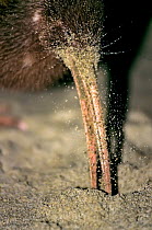 Stewart Island Brown Kiwi or Southern Tokoeka (Apteryx australis lawryi),  female probing by scent for sand hoppers in rotting kelp beach wrack at night, Ocean Beach, Stewart Island, New Zealand