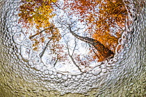 Beech trees (Fagus sylvatica) in autumn, seen from under bubbling brook, the Netherlands, November. Runner up  in Creative Visions category of the Wildlife Photographer of the Year 2013 competition