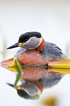 Red-necked Grebe (Podiceps grisegena) reflected in water, Bulgaria. April.