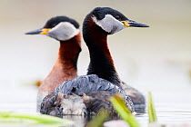 Red-necked Grebe (Podiceps grisegena) mimicking each other during courtship display. Bulgaria. April.