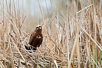Marsh harrier (Circus aeruginosus) sitting in the reeds. Bulgaria. April