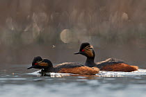 Black-necked grebe (Podiceps nigricollis) pair foraging for insects, Bulgaria. April.