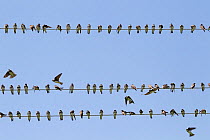 Sand martin (Riparia riparia) sitting on wires during migration. Greece. May