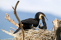 Great Cormorant (Phalocrocorax carbo) at nest  regurgitating fish for a chick. Lake Kerkini, Greece. May.