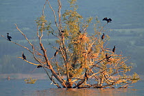 Flooded willow trees with nesting Great Cormorants (Phalocrocorax carbo) in Lake Kerkini, Greece, May.