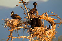 Great Cormorant (Phalocrocorax carbo) nests in a dead tree. Lake Kerkini, Greece. May.