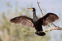 Great Cormorant (Phalocrocorax carbo) drying wings after foraging. Lake Kerkini, Greece. May.