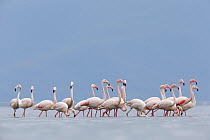 European flamingo or Greater flamingo (Phoenicopterus roseus) group foraging on Lake Kerkini, Greece. February